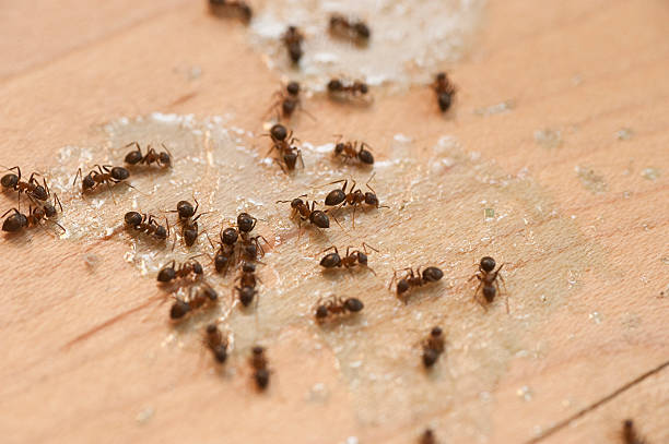 Best Ant Control Services  in Coatesville, PA